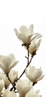 Elegant white magnolia flowers in bloom on a light background.