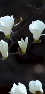 Elegant white magnolia flowers on dark background