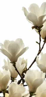 Elegant mobile wallpaper with white magnolia flowers on branches.