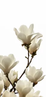 White magnolia flowers on a branch against a soft white background.