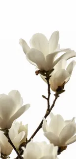 White magnolia blossoms on minimal background.