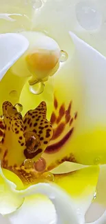 Close-up of a white orchid with droplets on petals.