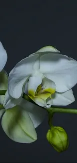 White orchid blossom on a dark background, showcasing elegance.