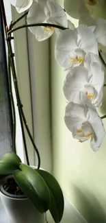 White orchid with green leaves on a windowsill.