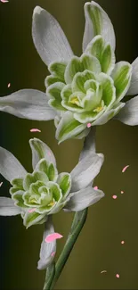 Elegant white orchids with pink petals on olive green background.