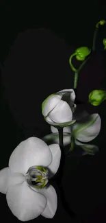 Close-up of a white orchid on a dark background.