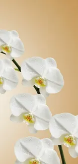 Mobile wallpaper featuring elegant white orchids on a beige gradient background.