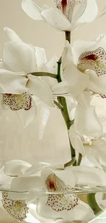 Elegant white orchids in a glass vase mobile wallpaper.