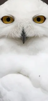 Close-up of a majestic white owl with striking yellow eyes for phone wallpaper.