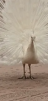 White peacock with fully spread feathers on display.