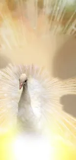 White peacock displaying feathers in soft golden light.