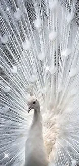 White peacock with elegant feathers, showcasing natural beauty.