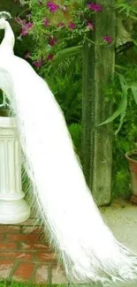 Elegant white peacock in garden setting wallpaper