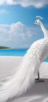 Elegant white peacock on beach with blue ocean.