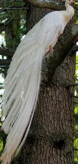 White peacock perched on a tree in a serene natural setting.