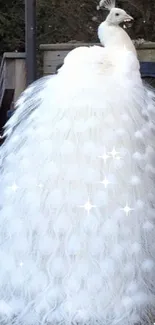 Majestic white peacock with elegant feathers on a natural background.