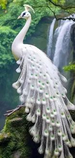 White peacock with lush forest background.