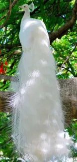 White peacock perched on a tree branch with vibrant green foliage.