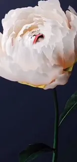 Elegant white peony against a dark blue background.