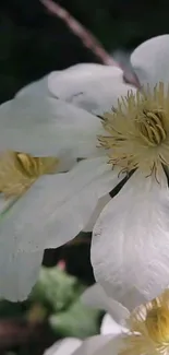 White flowers with delicate petals under natural light.