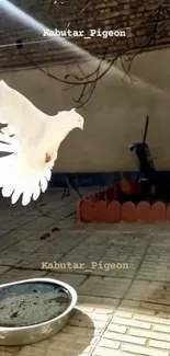 White pigeon soaring gracefully over a sunlit patio