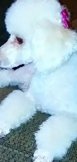 White poodle with pink bow lying on a sofa.