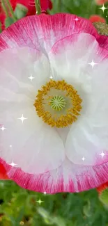 White poppy with pink edges against a green background adorned with sparkles.