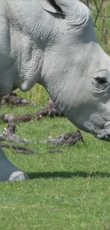 White rhino peacefully grazing on a green field.