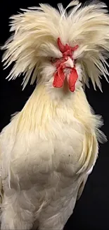 Majestic white rooster with a fluffy crest and red comb on a black background.