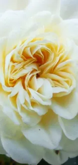 Elegant white rose with soft petals creates a serene mobile wallpaper.