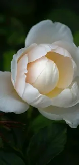 Close-up of an elegant white rose in bloom against dark foliage.