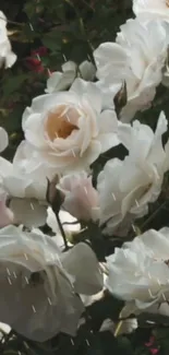 Elegant white roses blooming against a leafy backdrop.