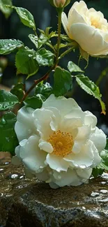Close-up of white roses with dew drops.