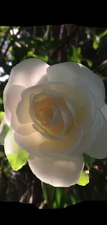 Elegant white rose with a lush green background.