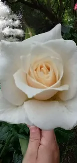 Close-up image of a white rose with scenic garden backdrop.