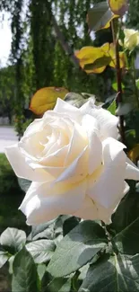 White rose and green leaves wallpaper.