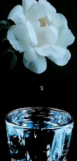 White rose above glass of water in a dark background.