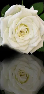 Elegant white rose with reflection on black background.