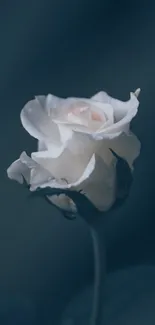 Elegant white rose on a dark background wallpaper