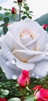 White rose with dewdrops in a lush garden background.