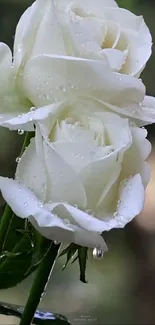 White roses with dewy petals in natural setting.