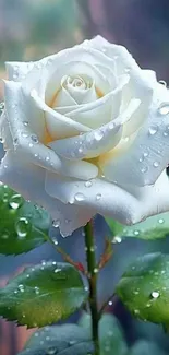 White rose with dew drops on green leaves, set against a soft-focus background.