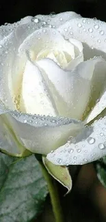 Close-up of a white rose with dewdrops on petals.