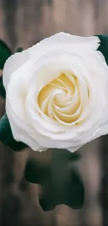 Elegant white rose with green leaves in a rustic background.