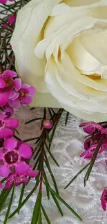 Elegant white rose with pink flowers on lace background.