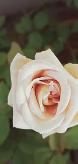 Close-up of an elegant white rose with green leaves in the background.