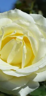 A close-up of a beautiful white rose in a garden setting.