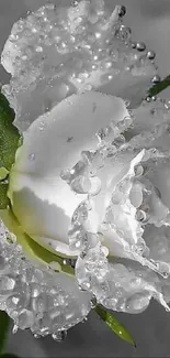 Close-up of a white rose with dew, set against a soft gray background.