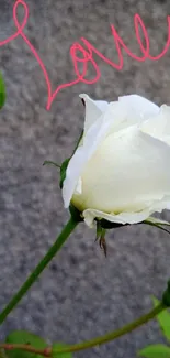 White rose with 'Love' written in pink on a soft background.