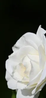 Close-up of a white rose on a dark background, highlighting its elegance.